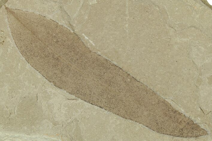 Fossil Leaf (Beilschmiedia) - Green River Formation, Utah #325578